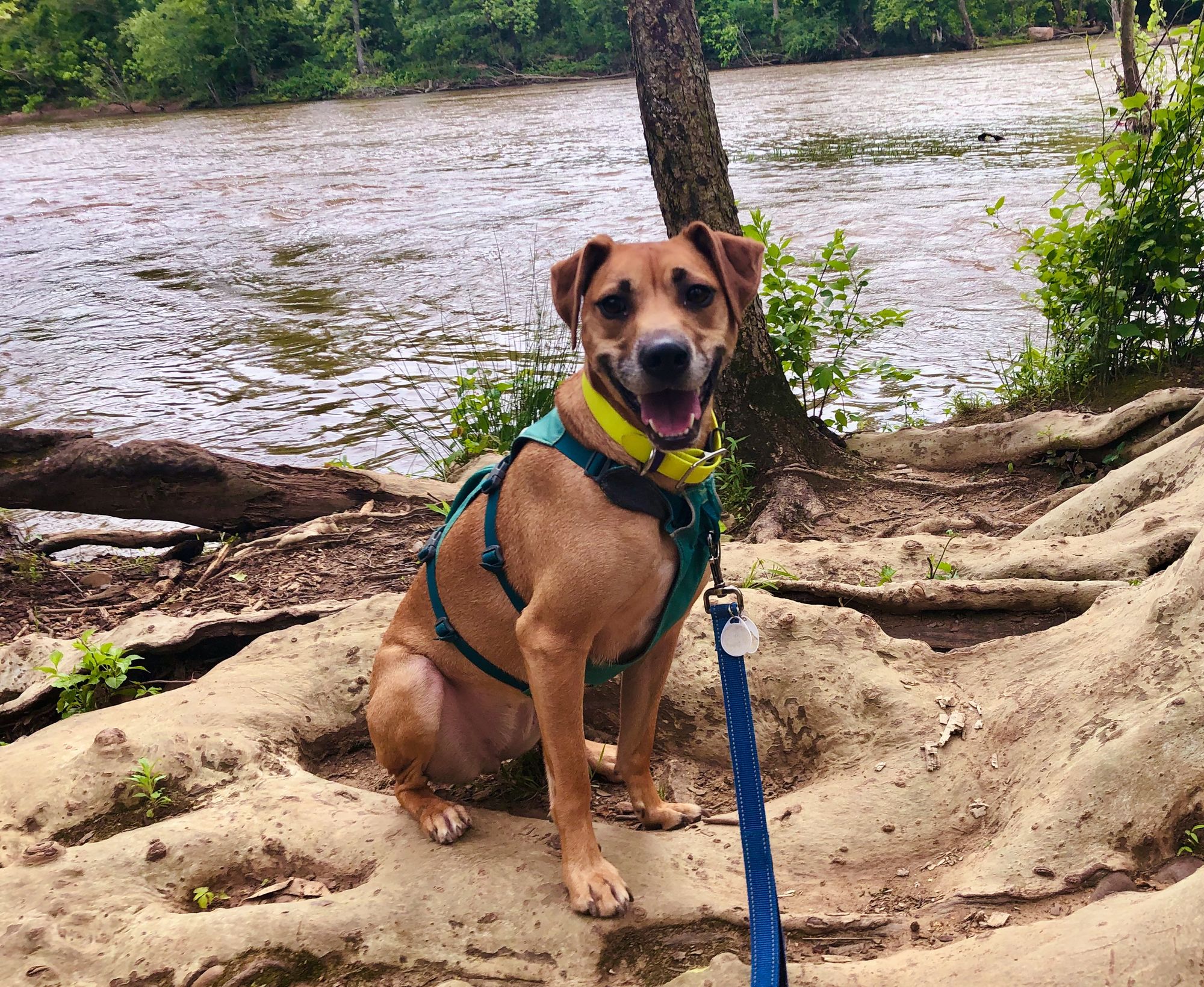 A small brown dog sits by the river