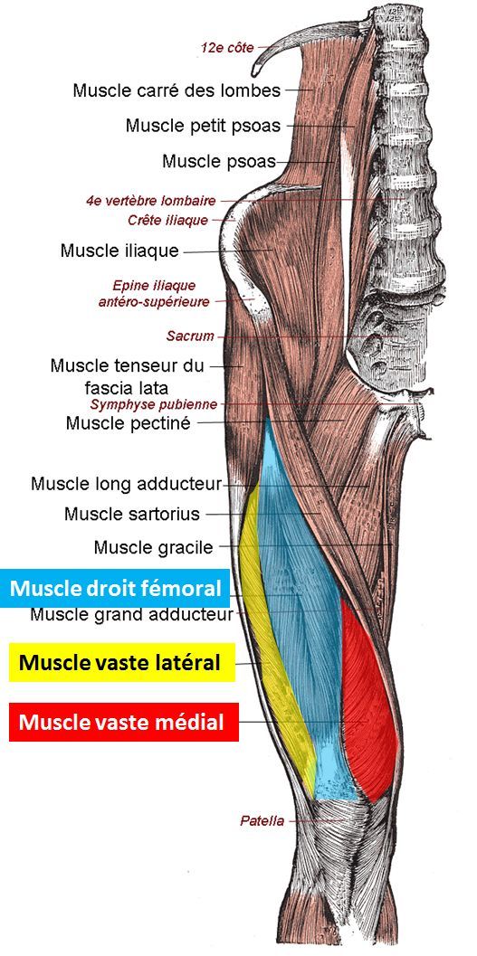 Issue 19 - An RCT Hip Mobilization with Movement in Hip OA, the Real Structure of Vastus Medialis, MWM in Shoulder Impingement, and Ankle Coordination in the Chronically Unstable