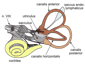 Issue 22 Blue Crab Edition - Vestibular Rehab Predictors and Joint Position Sense with Fatigue