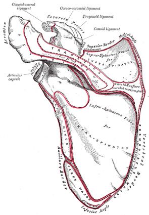 #29 King Crab Edition - Psychology of ACL Rehab, PFJ Loading, Scapular Mobes, and Metabolic Syndrome