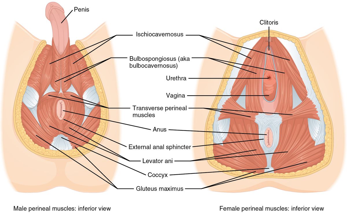 Issue 46 Blue Crab Edition - Pelvic Floor, Weight Loss