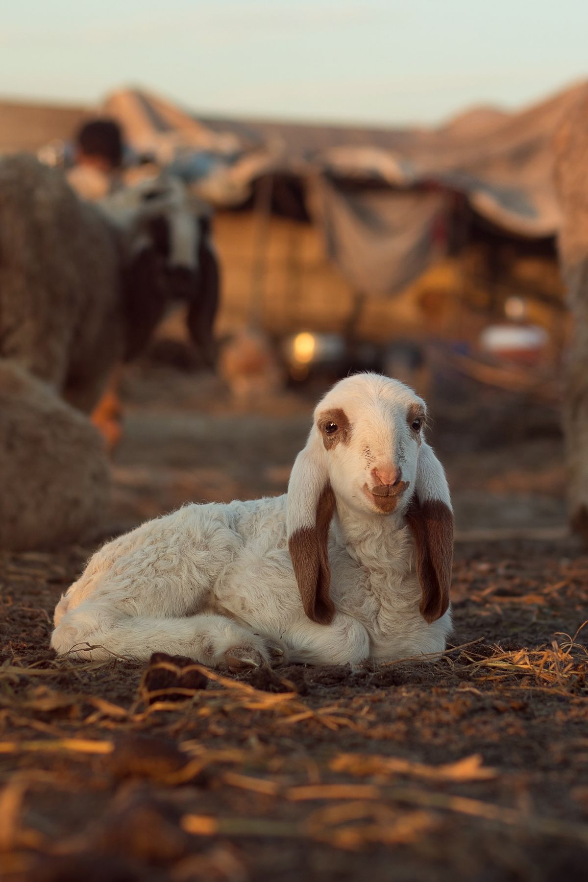 A baby goat sitting in a field.