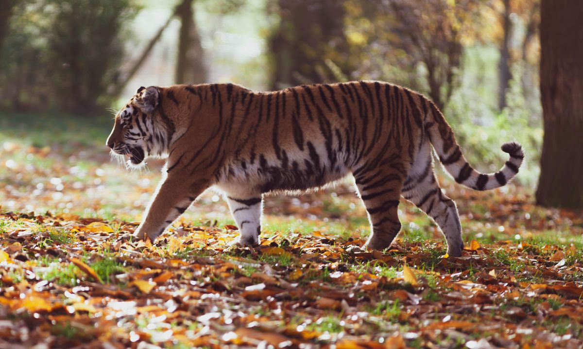 A tiger stalks through a forest