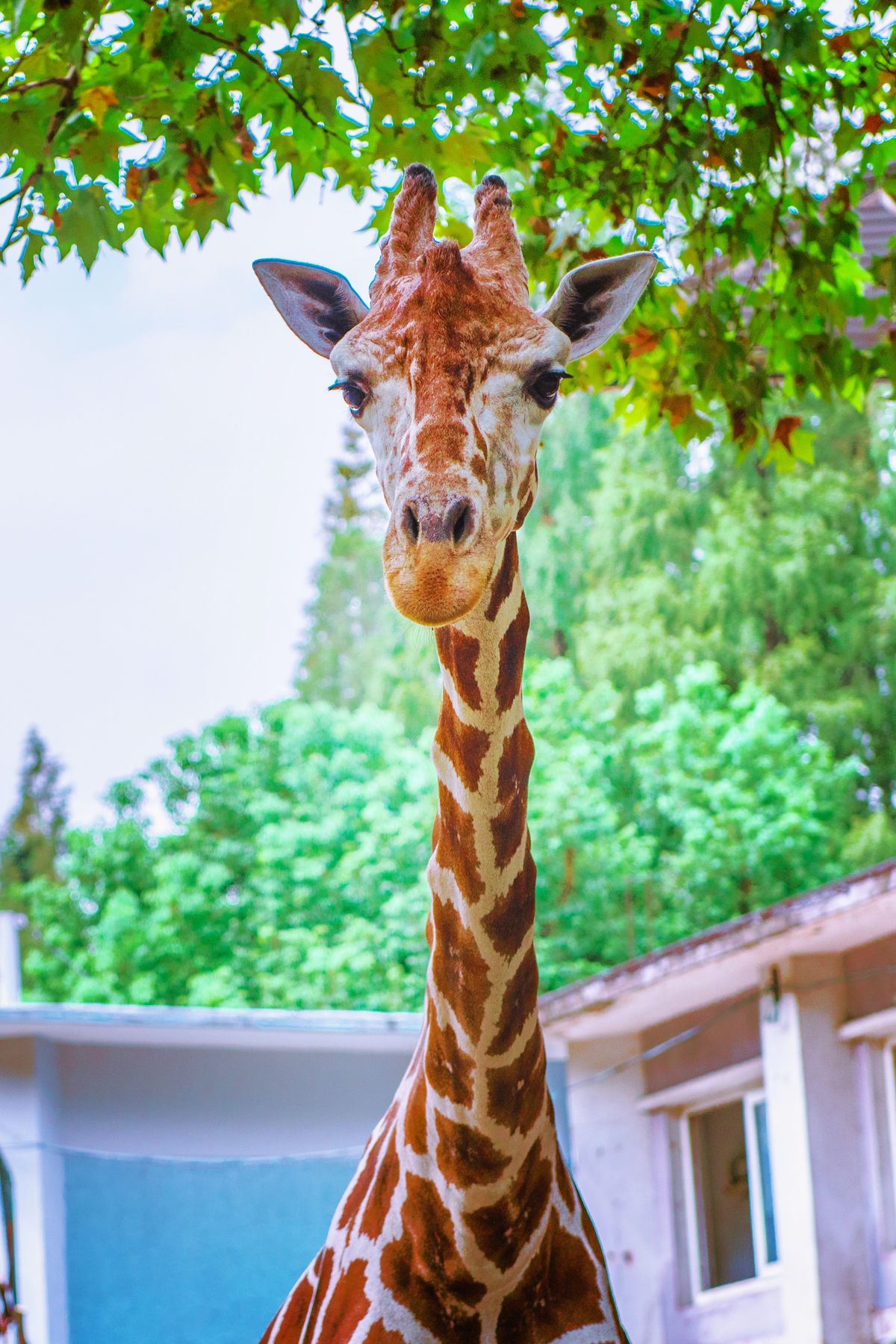 A photo of a giraffe on a tree-filled background.