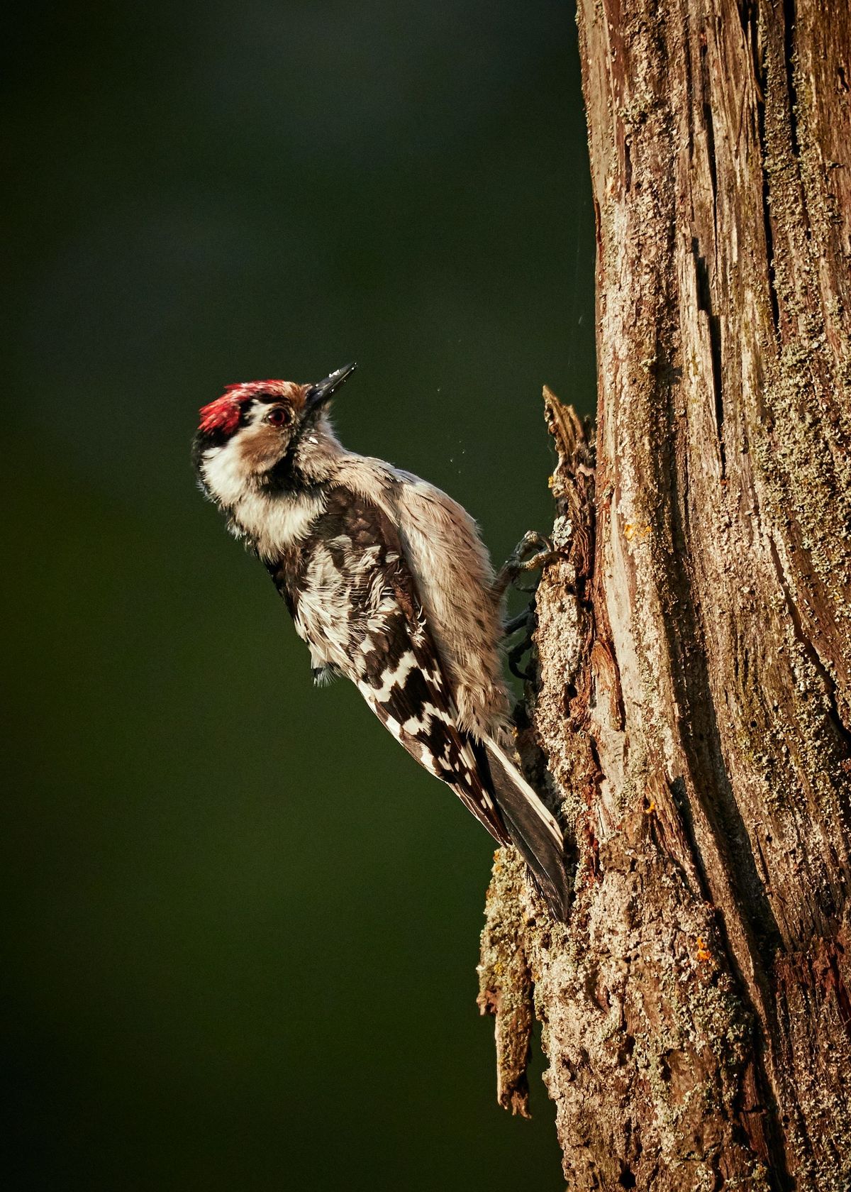 a small woodpecker on a tree