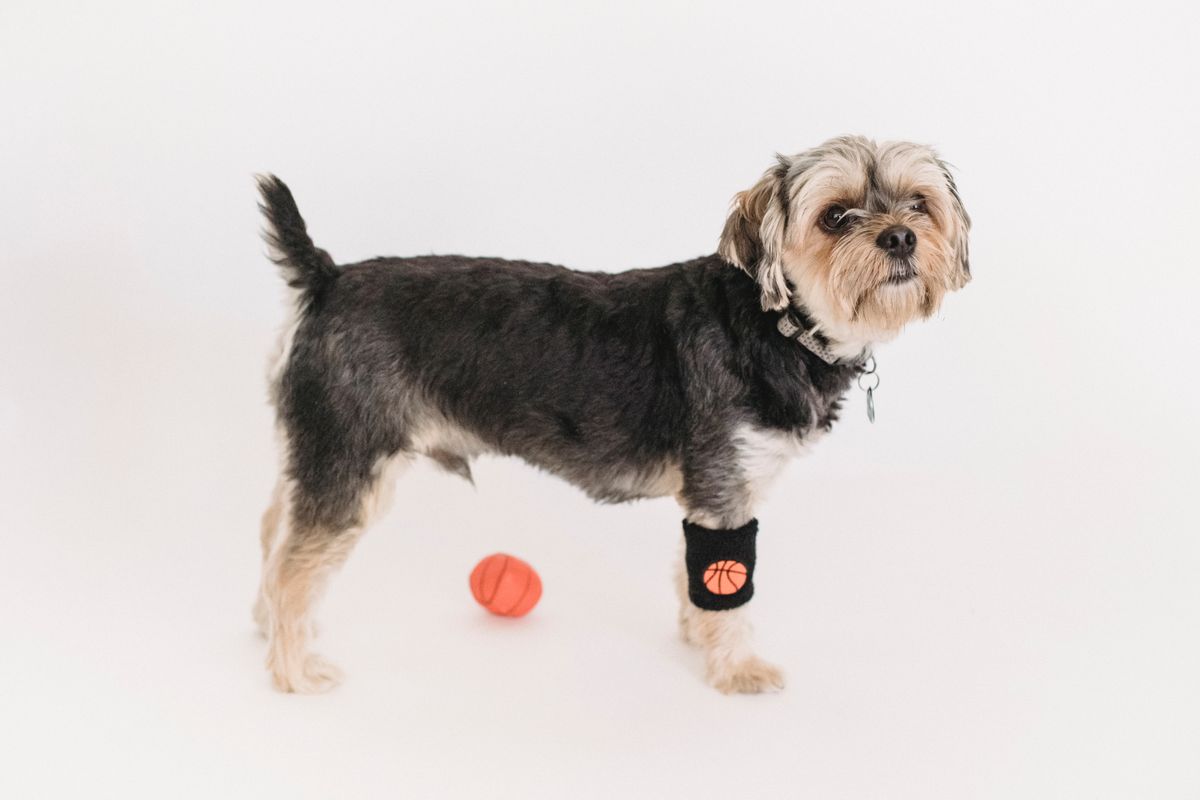 A small dog wearing a basketball themed sweatband