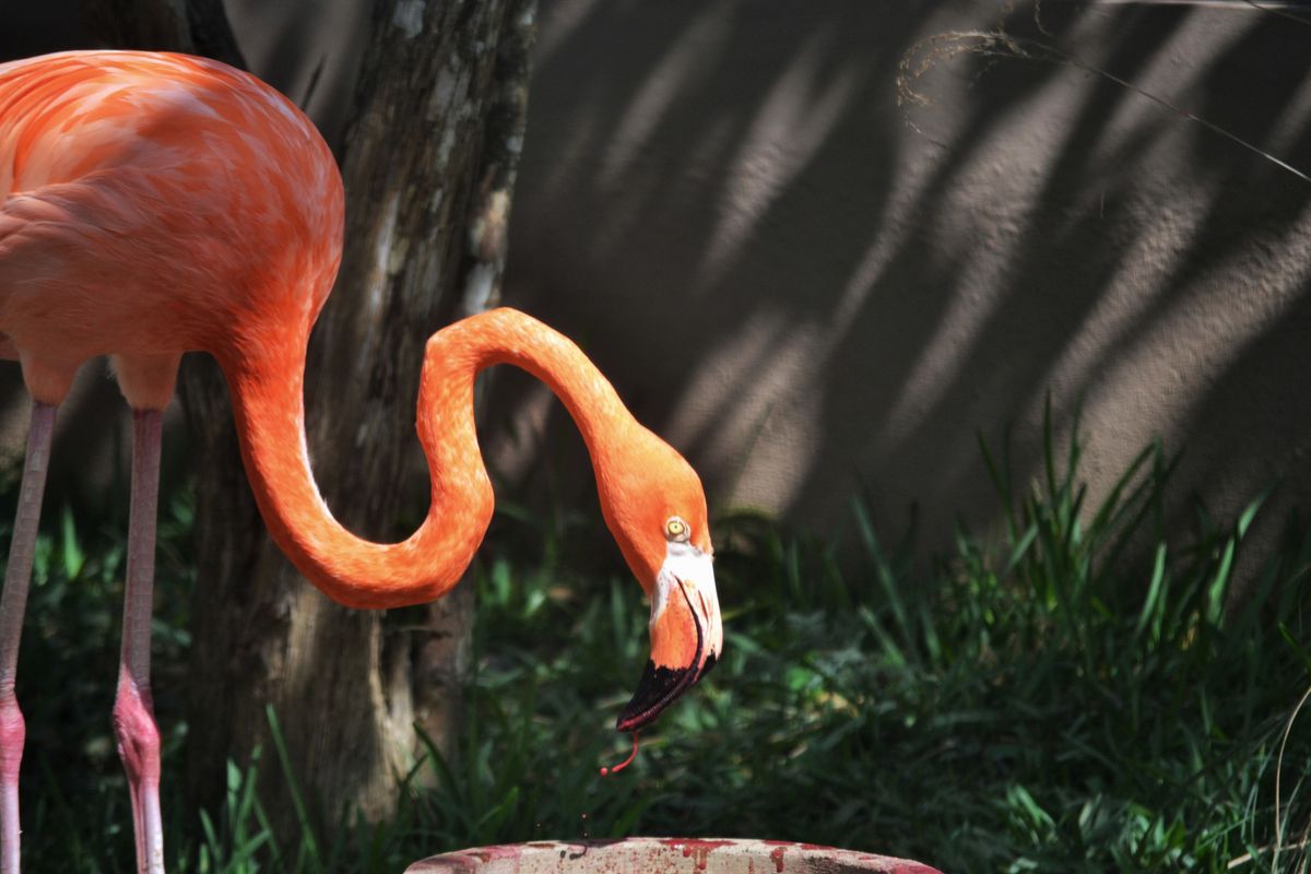 A pink flamingo with a long, curving neck bends across the screen