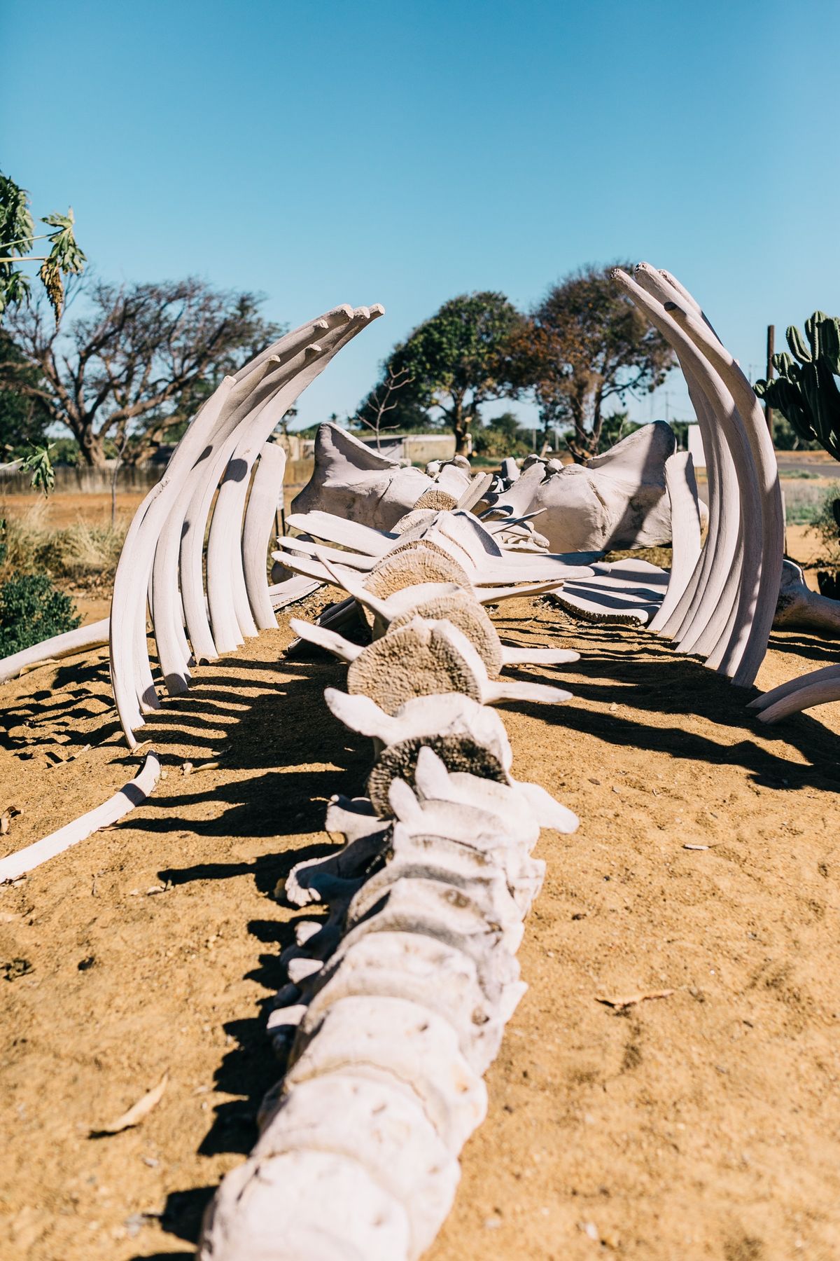 A huge whale skeleton laying on a beach.