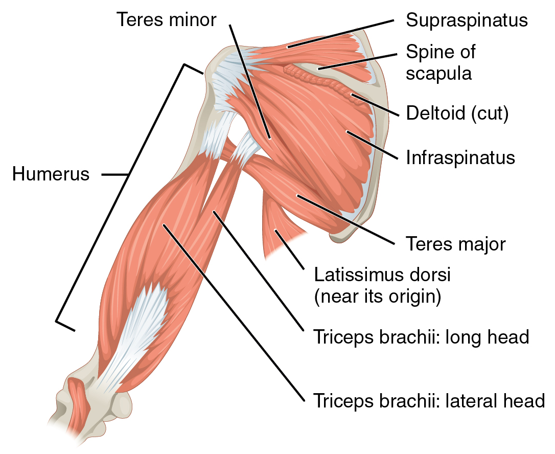 Issue 20 Blue Crab Edition - Tweak Those Scapula Muscles and When Is Your Adductor Fixed?