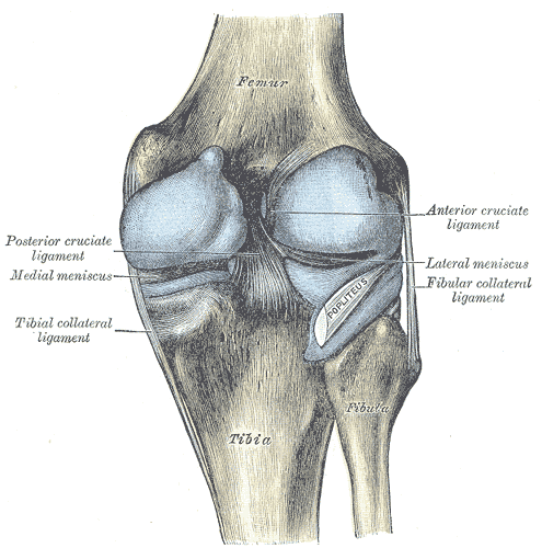 Issue 10 Blue Crab Edition - Weird Tricks for Knees and Grammar's Effect on Pain